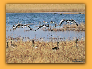 Vogelschutzgebiet Tipperne (3).jpg